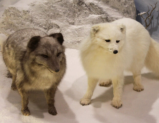Vulpes lagopus