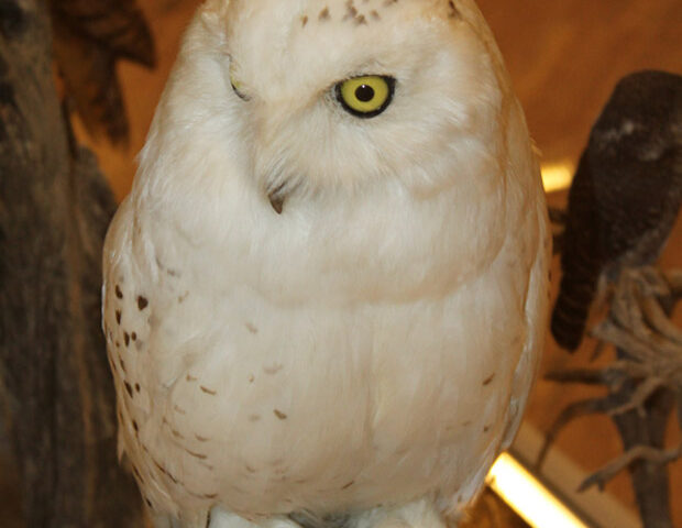 Bubo scandiacus