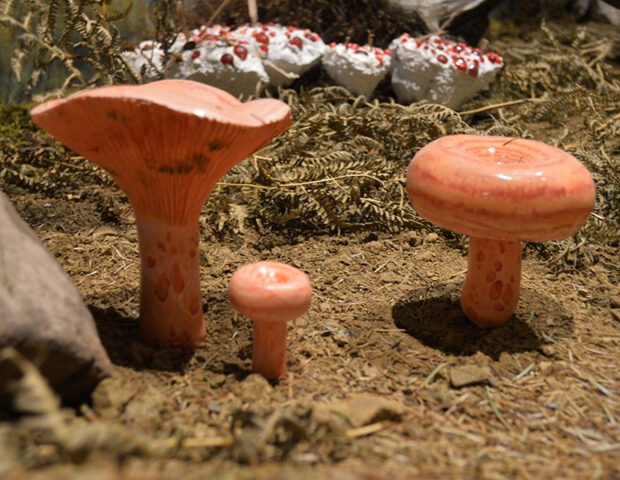 Lactarius Salmonicolor R. Heim & Leclair