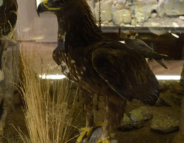 Aquila chrysaetos